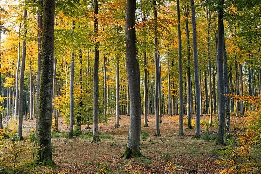 Jak naložit se zděděným lesem?
